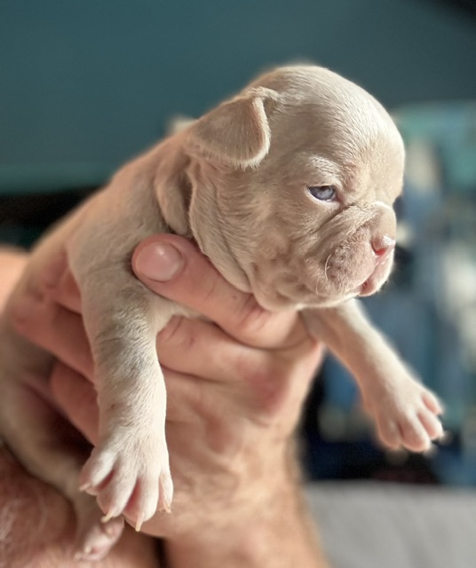 frenchie puppy