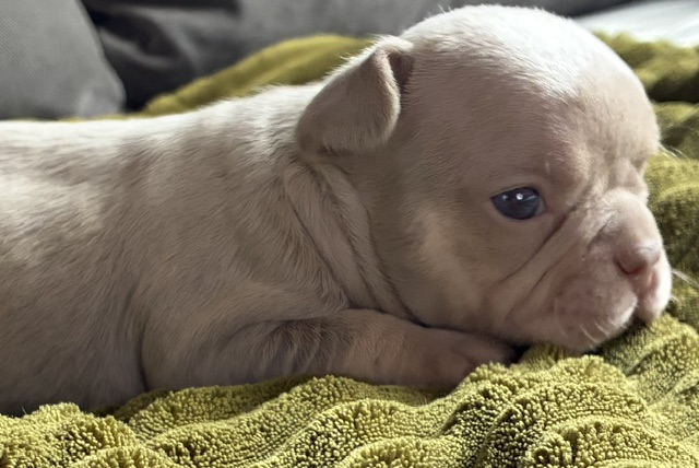 frenchie puppy
