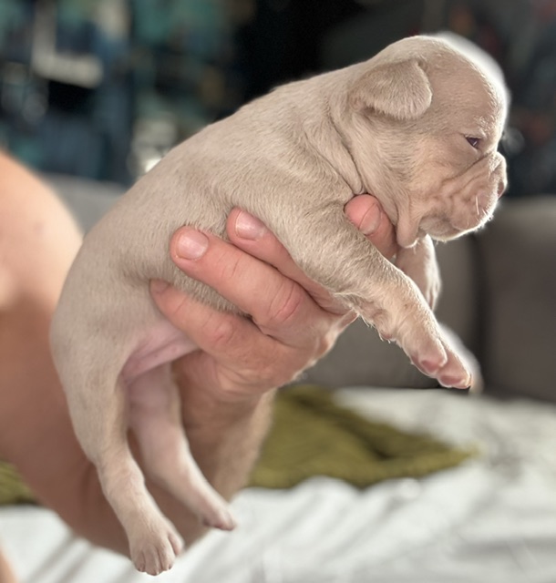 frenchie puppy