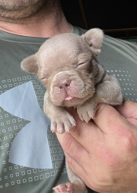 frenchie puppy