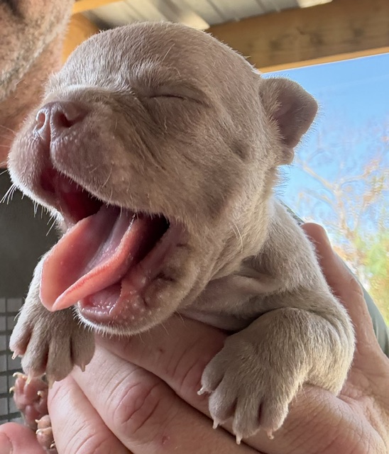 frenchie puppy