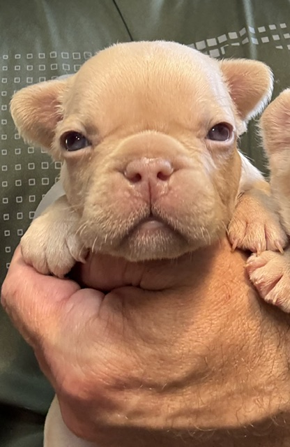 frenchie puppy