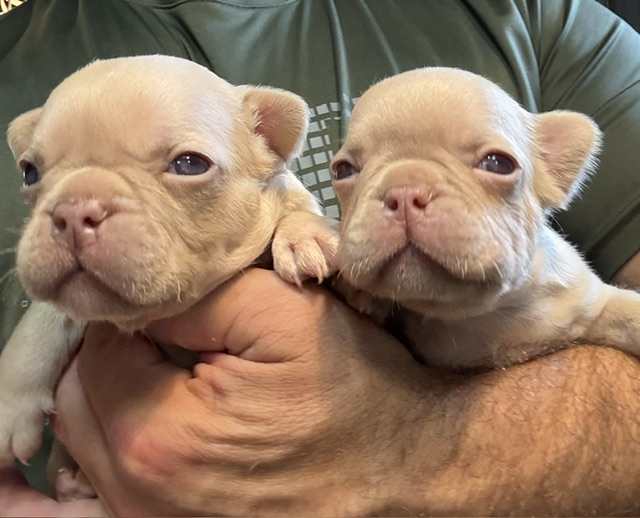 frenchie puppy
