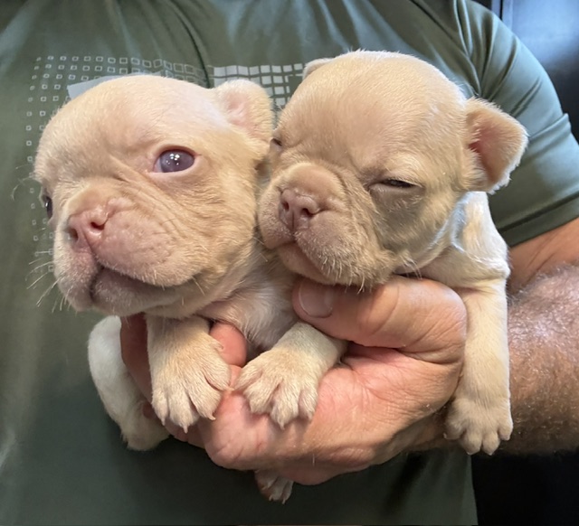 frenchie puppy
