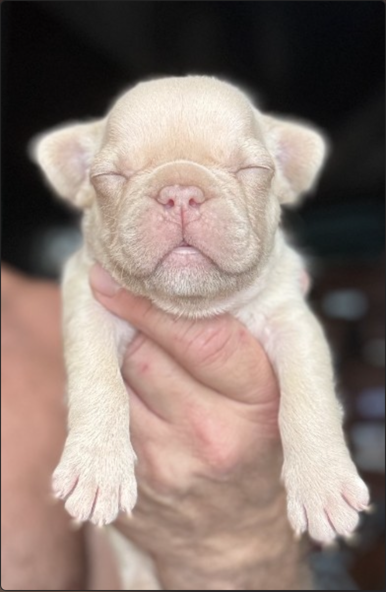 frenchie puppy