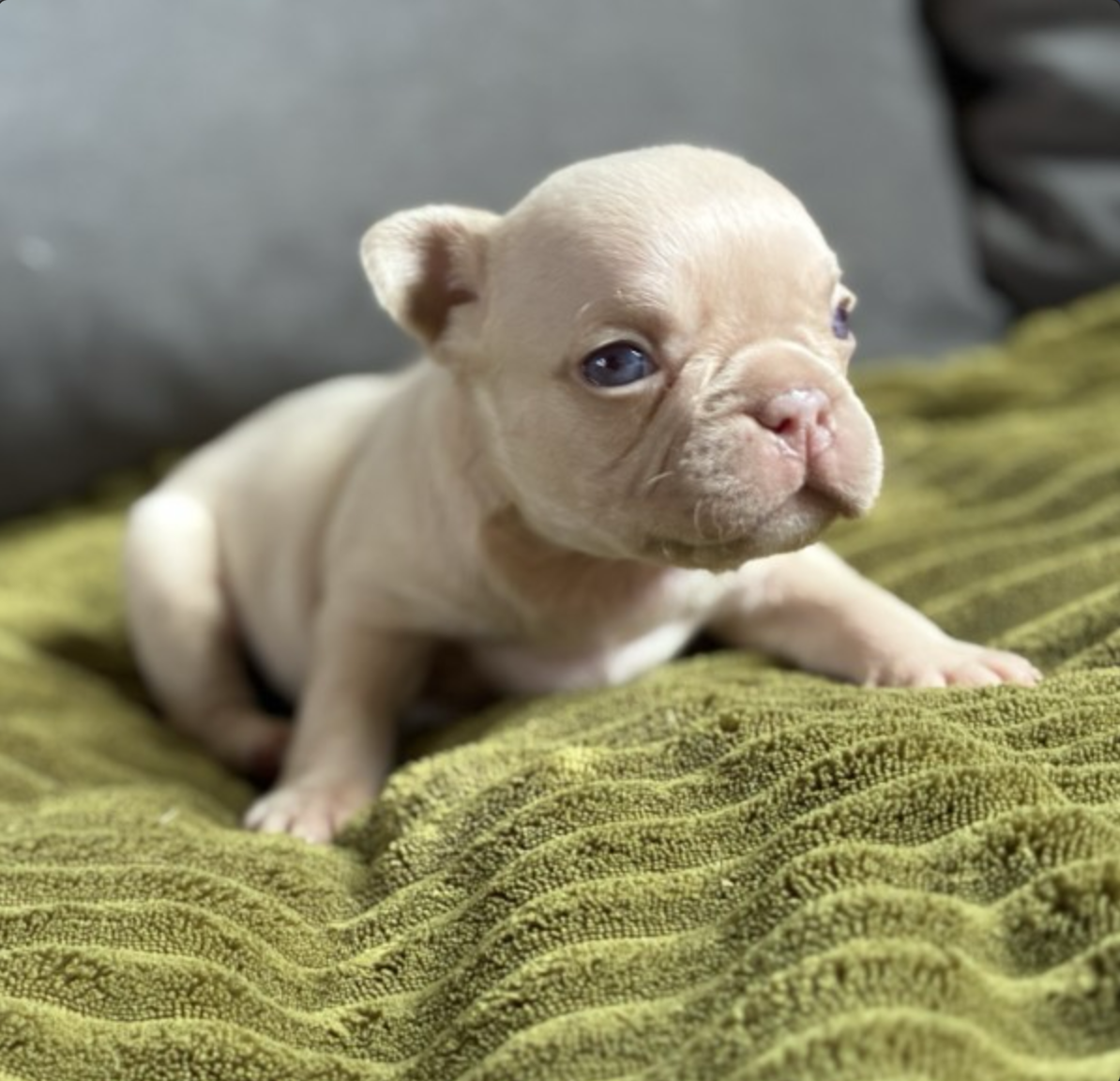 frenchie puppy