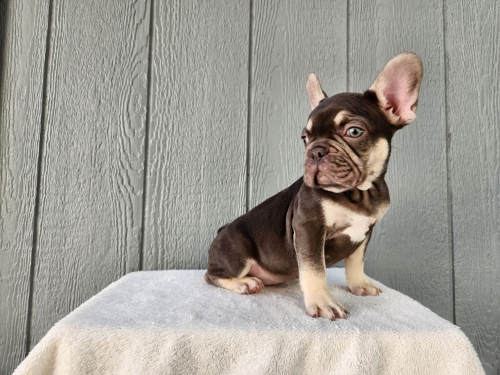 dark chocolate french bulldog