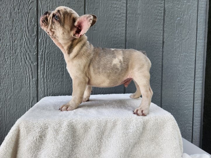dark chocolate french bulldog